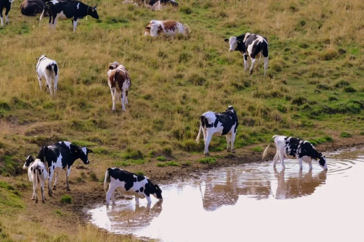 Uso de água no agronegócio dispara e supera consumo urbano de grandes estados
