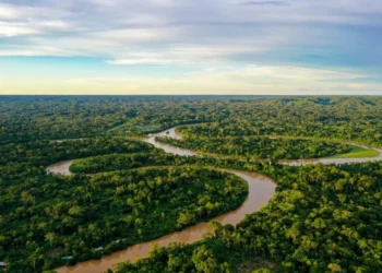 Novo projeto canaliza R$ 80 milhões para produção sustentável em áreas florestais