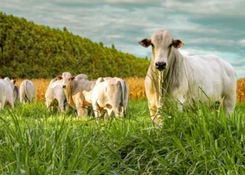 Integração lavoura-pecuária avança no Tocantins e amplia oportunidades no campo