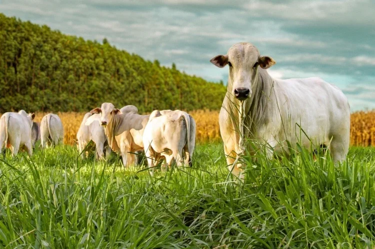 Integração lavoura-pecuária avança no Tocantins e amplia oportunidades no campo