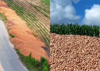 Produtores jogam toneladas de cebola em rodovia em protesto contra preços baixos