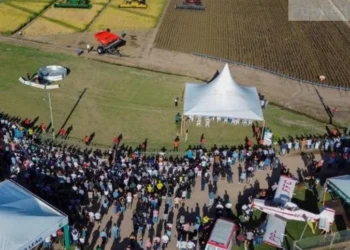 Abertura da Colheita reposiciona o debate do arroz ao conectar produção e mercado