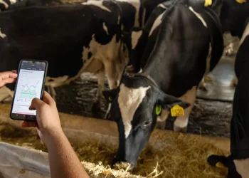 Frísia monitora 23,5 mil vacas por IA, equivalente a quase 70% da sua produção leiteira