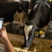 Frísia monitora 23,5 mil vacas por IA, equivalente a quase 70% da sua produção leiteira