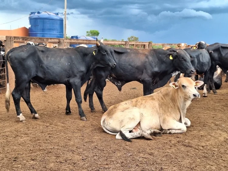Mercado do boi gordo permanece estável com cautela sobre conflito no Oriente Médio