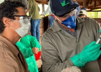 Produtores de Ananás e Santa Tereza são capacitados para vacinação contra brucelose