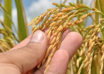 Com avanço de 16% nas lavouras, Tocantins projeta safra de 9,6 milhões de toneladas de grãos