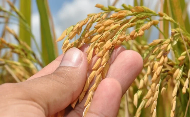 Com avanço de 16% nas lavouras, Tocantins projeta safra de 9,6 milhões de toneladas de grãos