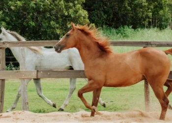Participação de equídeos em eventos no Tocantins não exigirá, temporariamente, vacina contra influenza equina