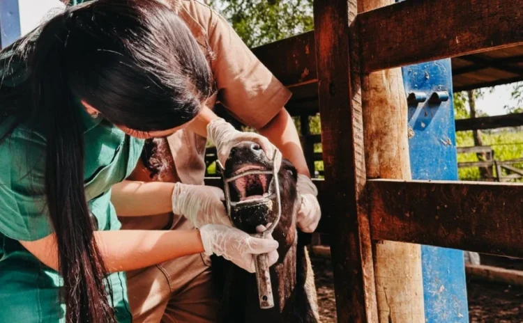 Monitoramento contra febre aftosa cobre 25% do rebanho e sustenta qualidade da carne tocantinense