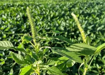 Adapec reforça prevenção e alerta produtores para praga que afeta a produção de grãos