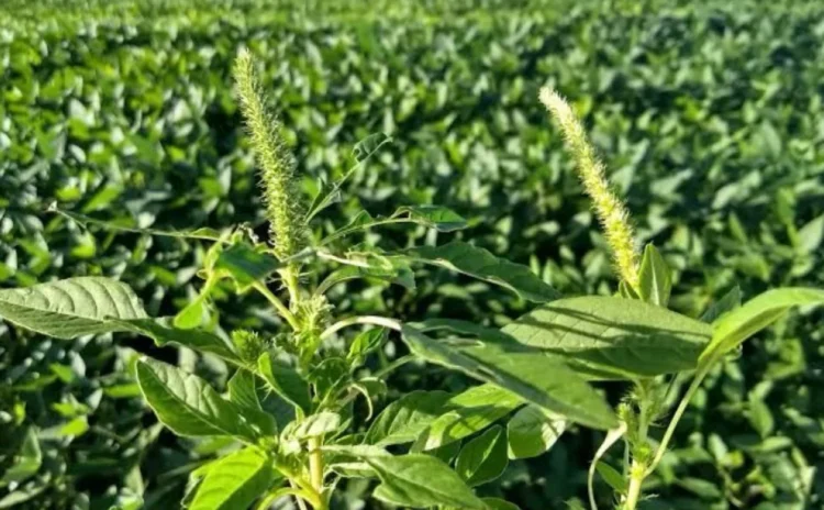 Adapec reforça prevenção e alerta produtores para praga que afeta a produção de grãos