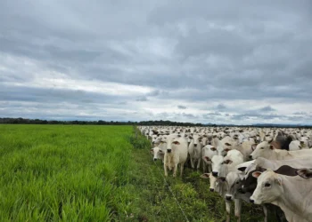 Período das águas no Tocantins amplia pastagens e exige manejo nutricional, explica especialista