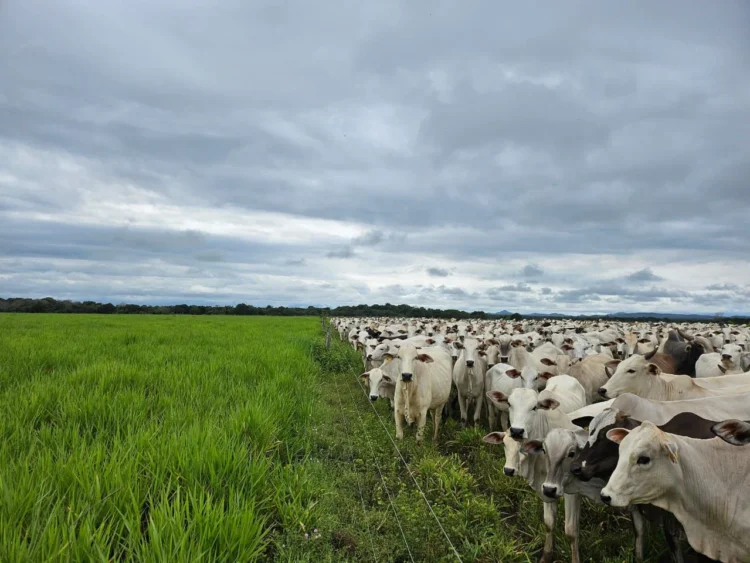 Período das águas no Tocantins amplia pastagens e exige manejo nutricional, explica especialista
