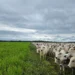 Período das águas no Tocantins amplia pastagens e exige manejo nutricional, explica especialista