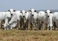 Genética bovina ganha força no Tocantins e reforça importância da escolha de reprodutores adaptados