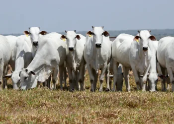 Genética bovina ganha força no Tocantins e reforça importância da escolha de reprodutores adaptados
