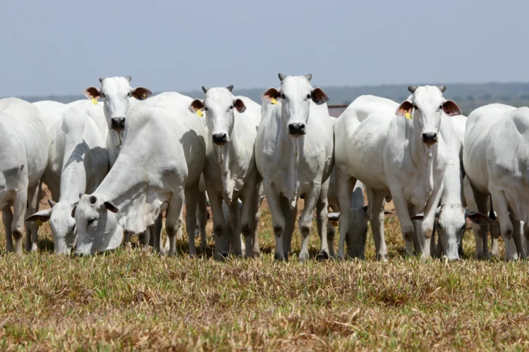 Genética bovina ganha força no Tocantins e reforça importância da escolha de reprodutores adaptados