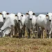 Genética bovina ganha força no Tocantins e reforça importância da escolha de reprodutores adaptados