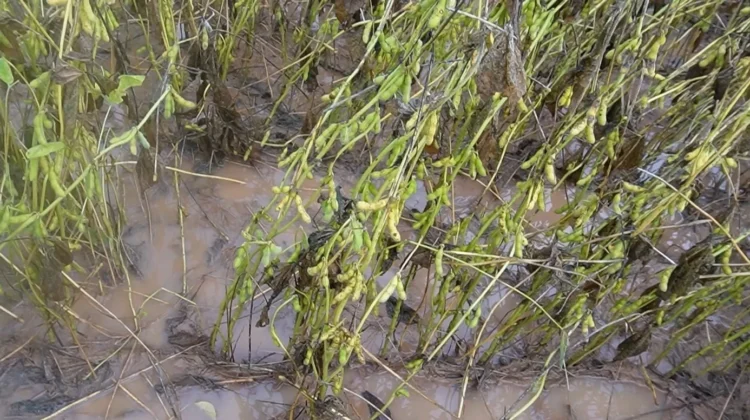 Atrasos na soja e no milho levam 17 municípios de Mato Grosso à situação de emergência