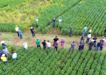 Coapa promove Tour da Soja 2026 e apresenta 27 variedades para orientar produtores na escolha de cultivares