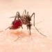 Dengue registra aumento no Tocantins nas primeiras semanas de 2026