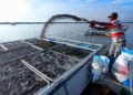 Produção de peixes no Tocantins chega a 20,4 mil toneladas e cresce 12,7%