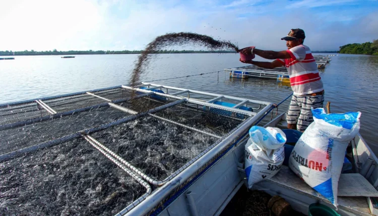 Produção de peixes no Tocantins chega a 20,4 mil toneladas e cresce 12,7%