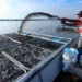 Produção de peixes no Tocantins chega a 20,4 mil toneladas e cresce 12,7%