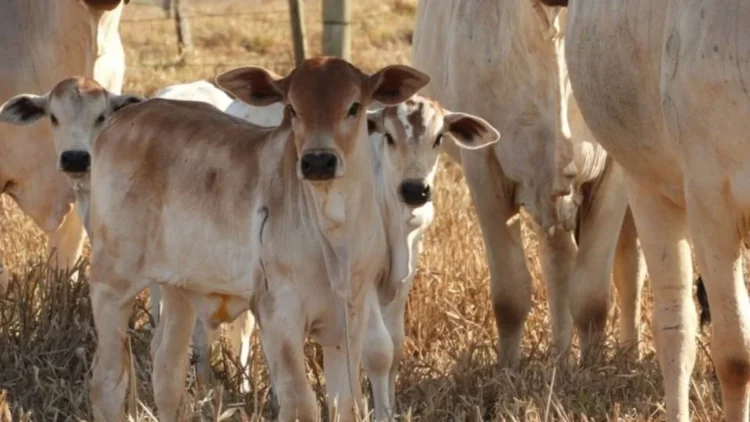 Bezerro acima de R$ 3 mil reflete forte demanda e baixa oferta de machos, aponta Cepea