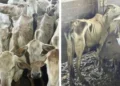 Mais de 330 cabeças de gado apreendidas pelo Ibama são devolvidas em estado de desnutrição, dizem produtores