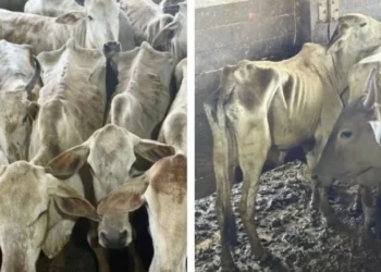 Mais de 330 cabeças de gado apreendidas pelo Ibama são devolvidas em estado de desnutrição, dizem produtores
