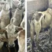 Mais de 330 cabeças de gado apreendidas pelo Ibama são devolvidas em estado de desnutrição, dizem produtores