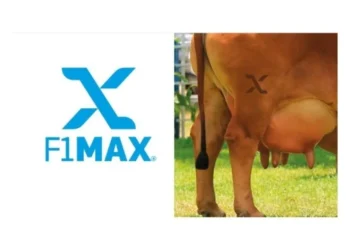 ABCZ cria selo F1 Max para reconhecer fêmeas com superioridade genética