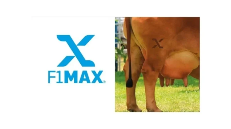 ABCZ cria selo F1 Max para reconhecer fêmeas com superioridade genética