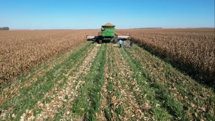 Consórcio de braquiária com milho safrinha aumenta produtividade da soja e beneficia a pecuária