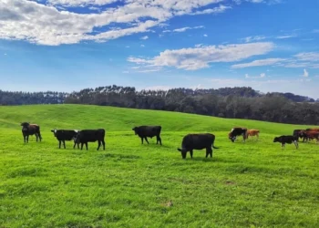 Produção da pecuária cresce enquanto área de pastagens encolhe no Brasil