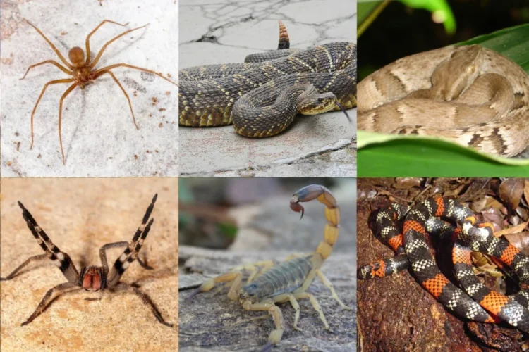 Animais peçonhentos no Tocantins: educação, pesquisa e inovação 