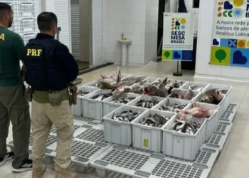 700 kg de peixe sem origem comprovada são apreendidos durante a Semana Santa