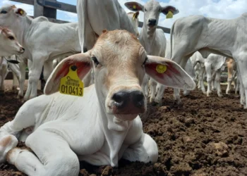 Disparada do bezerro pressiona recria e engorda e exige estratégia no campo