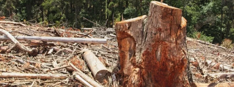 Acordo ambiental: produtor rural no Tocantins se compromete a restaurar área equivalente a 12 campos de futebol