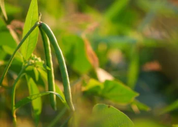 Brasil deve produzir 3 milhões de toneladas de feijão em 2026