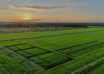 O maior polo produtor de arroz irrigado iniciará a colheita da safra 25/26 com a primeira abertura oficial em Lagoa da Confusão-TO