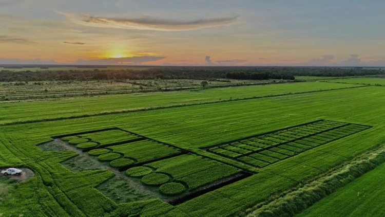 O maior polo produtor de arroz irrigado iniciará a colheita da safra 25/26 com a primeira abertura oficial em Lagoa da Confusão-TO