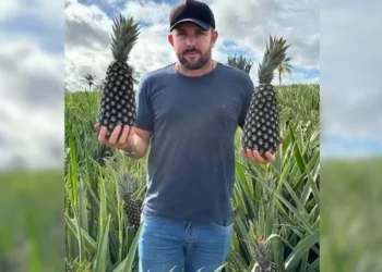 Assassinato de produtor de abacaxi em pizzaria no TO foi encomendado por rival, afirma delegado