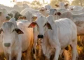 Tocantins registra alta de 39,2% no rebanho bovino e sobe para a sexta maior expansão do Brasil