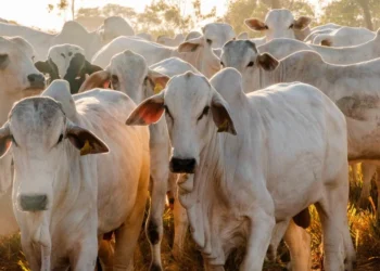 Tocantins registra alta de 39,2% no rebanho bovino e sobe para a sexta maior expansão do Brasil