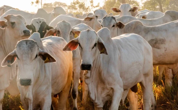 Tocantins registra alta de 39,2% no rebanho bovino e sobe para a sexta maior expansão do Brasil