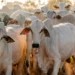 Tocantins registra alta de 39,2% no rebanho bovino e sobe para a sexta maior expansão do Brasil