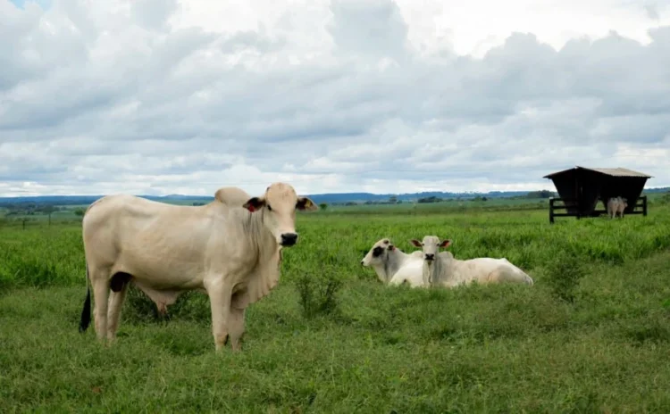 Tocantins amplia ações para cumprir exigências sanitárias e assegurar exportação de carne ao Chile